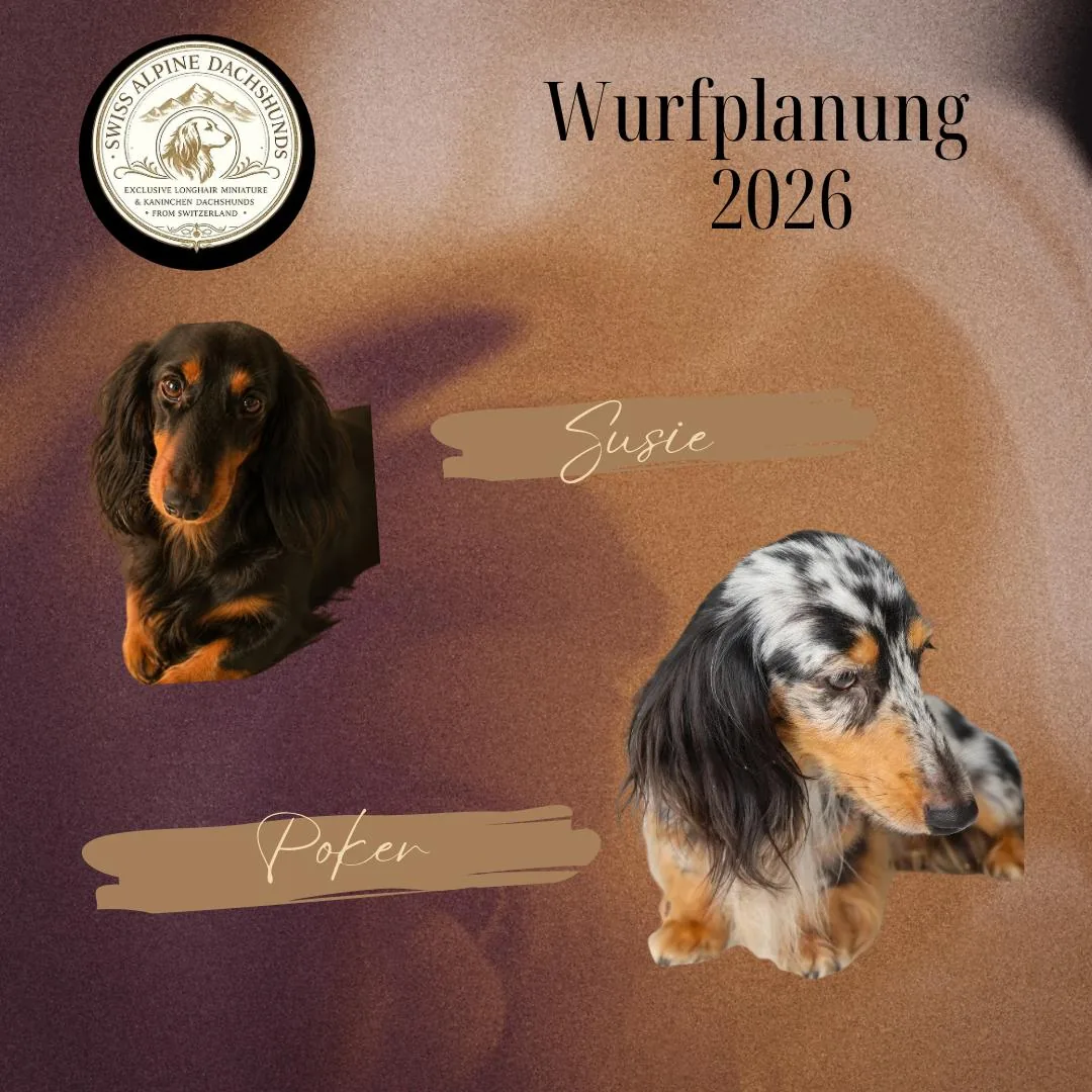 Litter announcement, Susi and Poker
