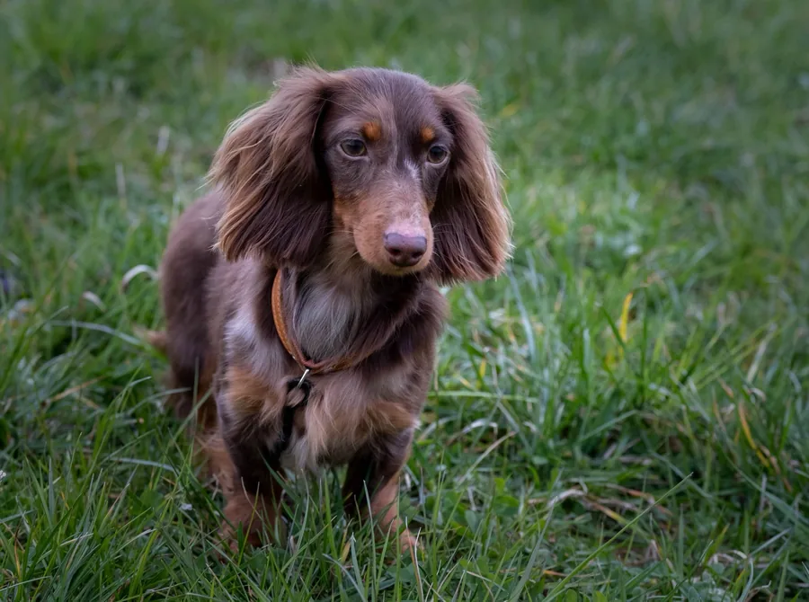 Longhaired dachshund in grass