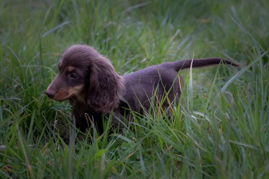 Puppy in grass