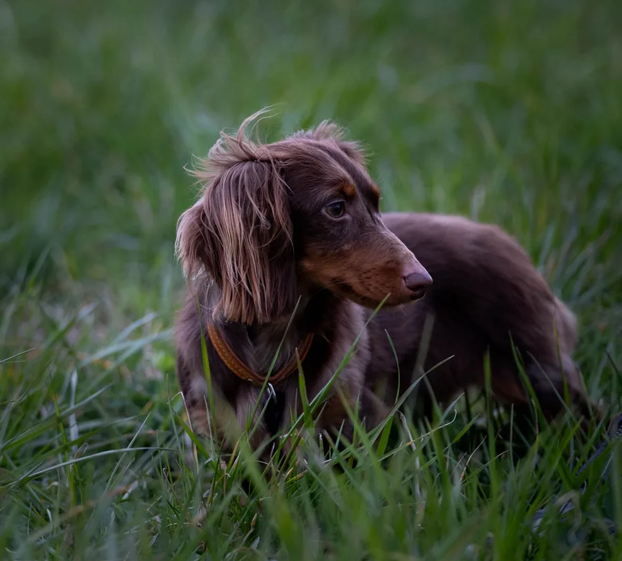 Two dachshunds in grass